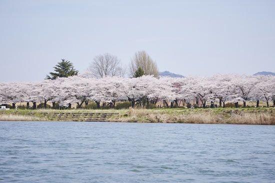 Keindahan Kitakami Tenshochi Park di Iwate