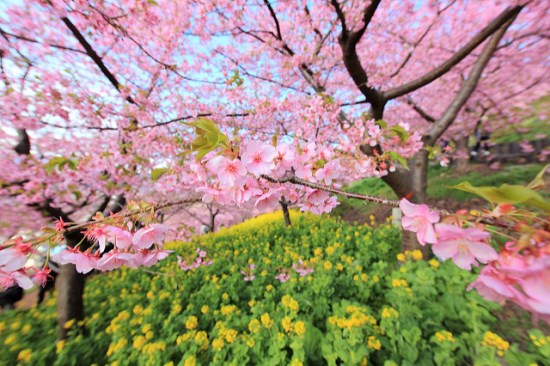 Keindahan Matsuda Sakura Festival