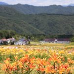 Keindahan Taman Lily Hunter Mountain