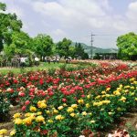 Keindahan bunga mawar di RSK Rose Garden