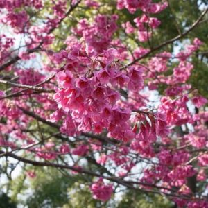 Keindahan bunga saat Kiyosumi Garden Sakura 2020