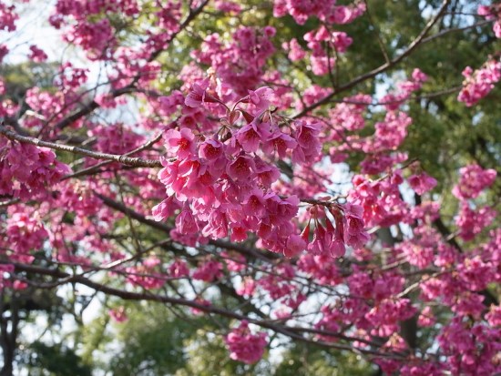 Keindahan bunga saat Kiyosumi Garden Sakura 2020