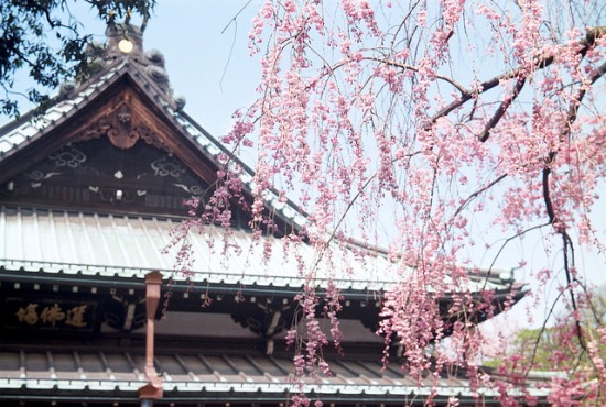 Keindahan bunga sakura di Kuil Gotokuji