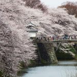 Keindahan bunga sakura di Yamagata Castle