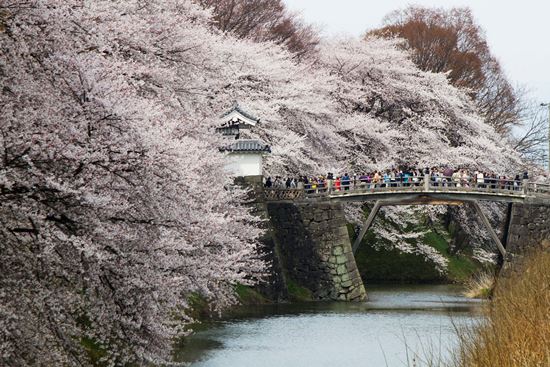 Keindahan bunga sakura di Yamagata Castle