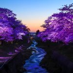 Keindahan light up Kannonji River Sakura