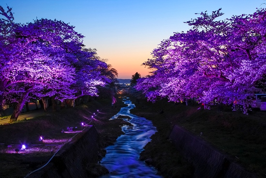 Keindahan light up Kannonji River Sakura