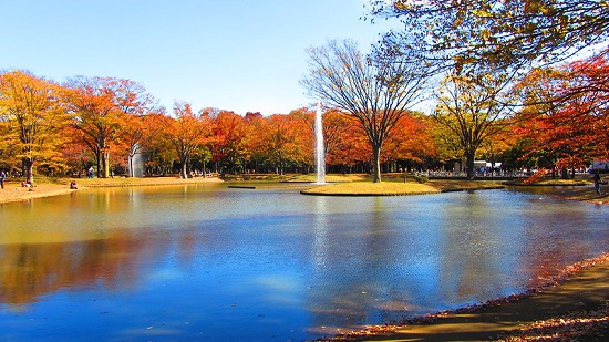 Keindahan momiji di Taman Yoyogi