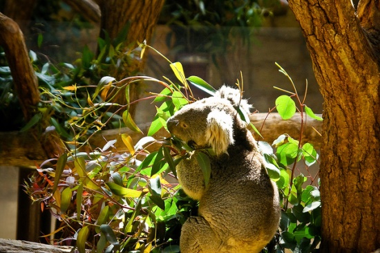Koala Kebun Binatang Higashiyama di Nagoya