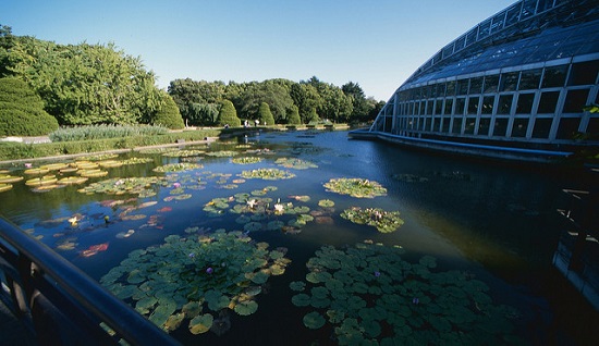 Kolam di samping Taman Botani Kyoto