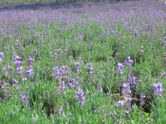 Lavender di Kebun Lavender Tambara