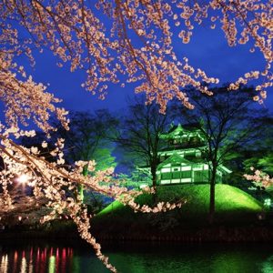 Light up bunga sakura di Kastil Takada