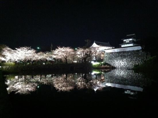 Light up bunga sakura di kompleks Taman Ohori