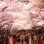 Light up bunga sakura di musim semi