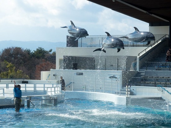 Lumba-lumba di Kyoto Aquarium