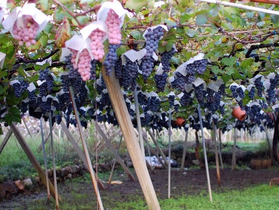 Makan di kebun anggur sepuasnya