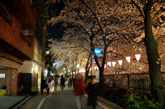 Melihat sakura Meguro River di malam hari