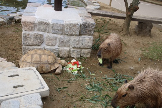 Memberi makan hewan di Harvest Hill Osaka