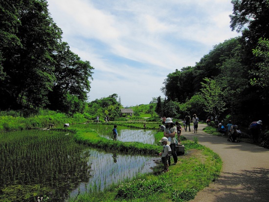 Menanam di sawah Taman Funabashi Andersen