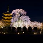 Mengunjungi Kuil Toji Kyoto di malam hari