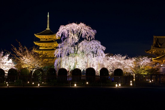 Mengunjungi Kuil Toji Kyoto di malam hari