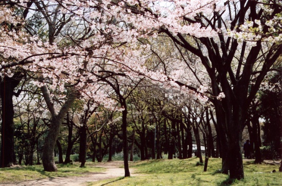 Menikmati hanami di kompleks taman