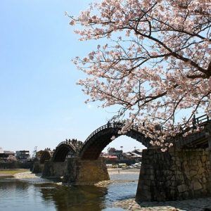 Menikmati hanami sakura di Kintai Bridge