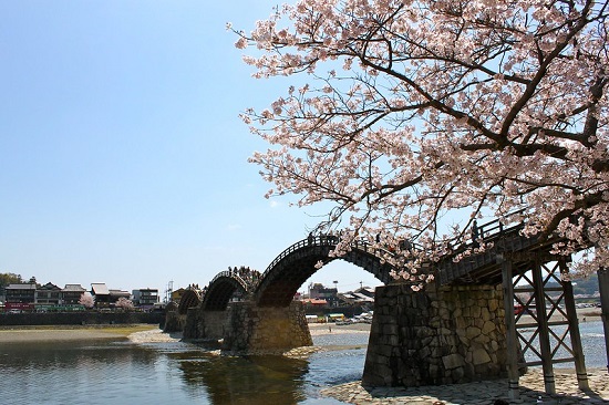 Menikmati hanami sakura di Kintai Bridge