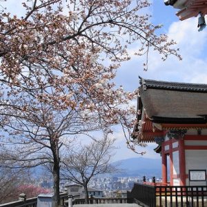 Menikmati hanami sakura di Kuil Kiyomizudera