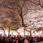 Menikmati hanami sakura di Kuil Yasukuni Jinja