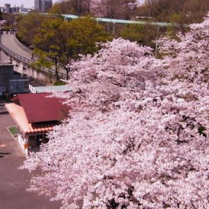 Menikmati keindahan Higashiyama Park Sakura 2020