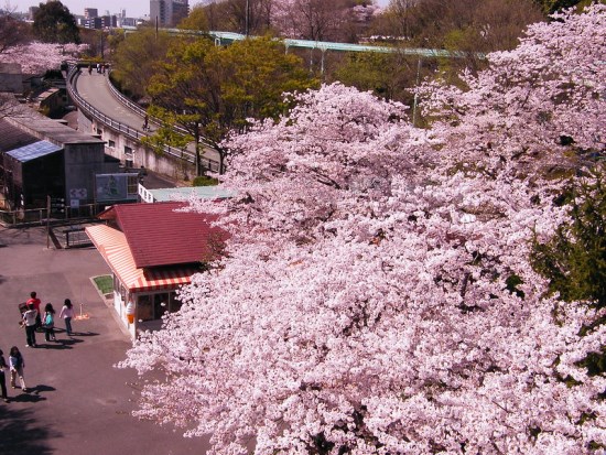 Menikmati keindahan Higashiyama Park Sakura 2020