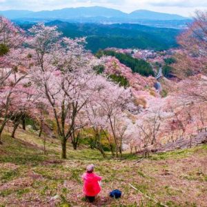 Menikmati keindahan bunga sakura di Festival Sakura Yoshino