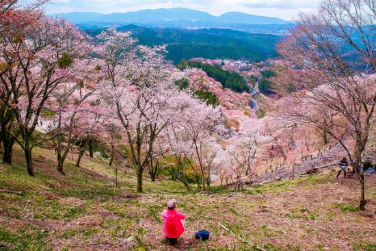 Menikmati keindahan bunga sakura di Festival Sakura Yoshino