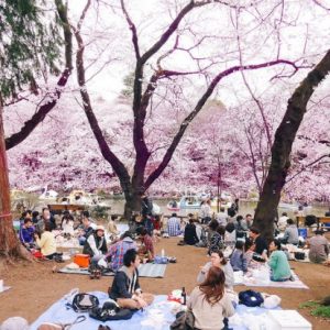 Menikmati keindahan bunga sakura di Inokashira Park