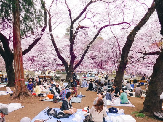 Menikmati keindahan bunga sakura di Inokashira Park