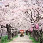 Menikmati keindahan sakura di Kitakami Tenshochi Park