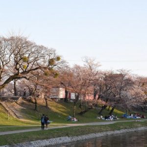 Menikmati pemandangan sakura di Kastil Okazaki