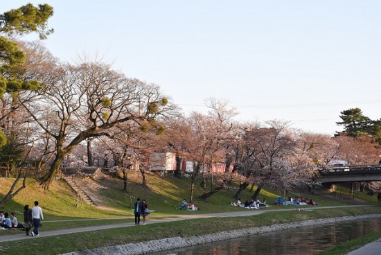 Menikmati pemandangan sakura di Kastil Okazaki