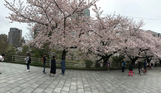 Menikmati sakura di Maizuru Park Fukuoka