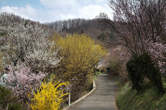 Menyusuri taman Hanamiyama di Fukushima