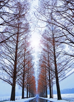 Metasequoia Namiki di musim dingin