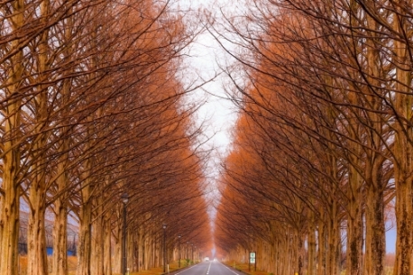 Metasequoia Namiki di musim gugur