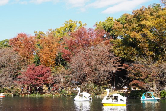 Momiji musim gugur di Inokashira Park