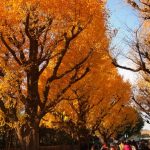 Momiji musim gugur di Taman Jingu Gaien