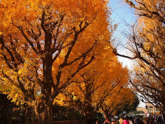 Momiji musim gugur di Taman Jingu Gaien