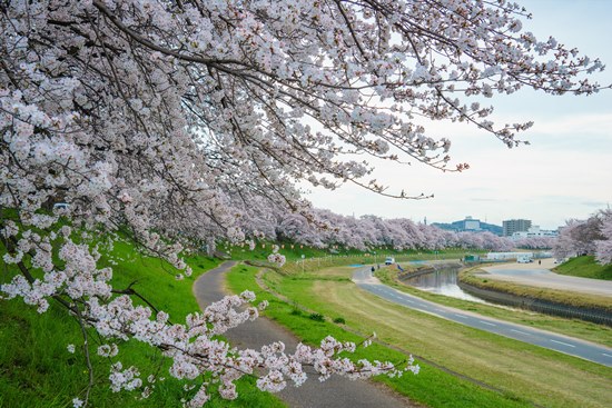 Musim semi di Asahigawa Sakura Okayama
