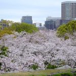 Musim semi di Maizuru Park Fukuoka