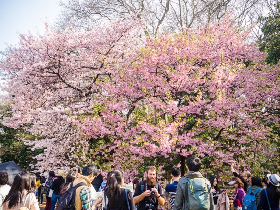 Musim semi di Shinjuku Gyoen Park Sakura 2020