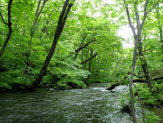 Oirase Stream di dekat Danau Towada di Aomori